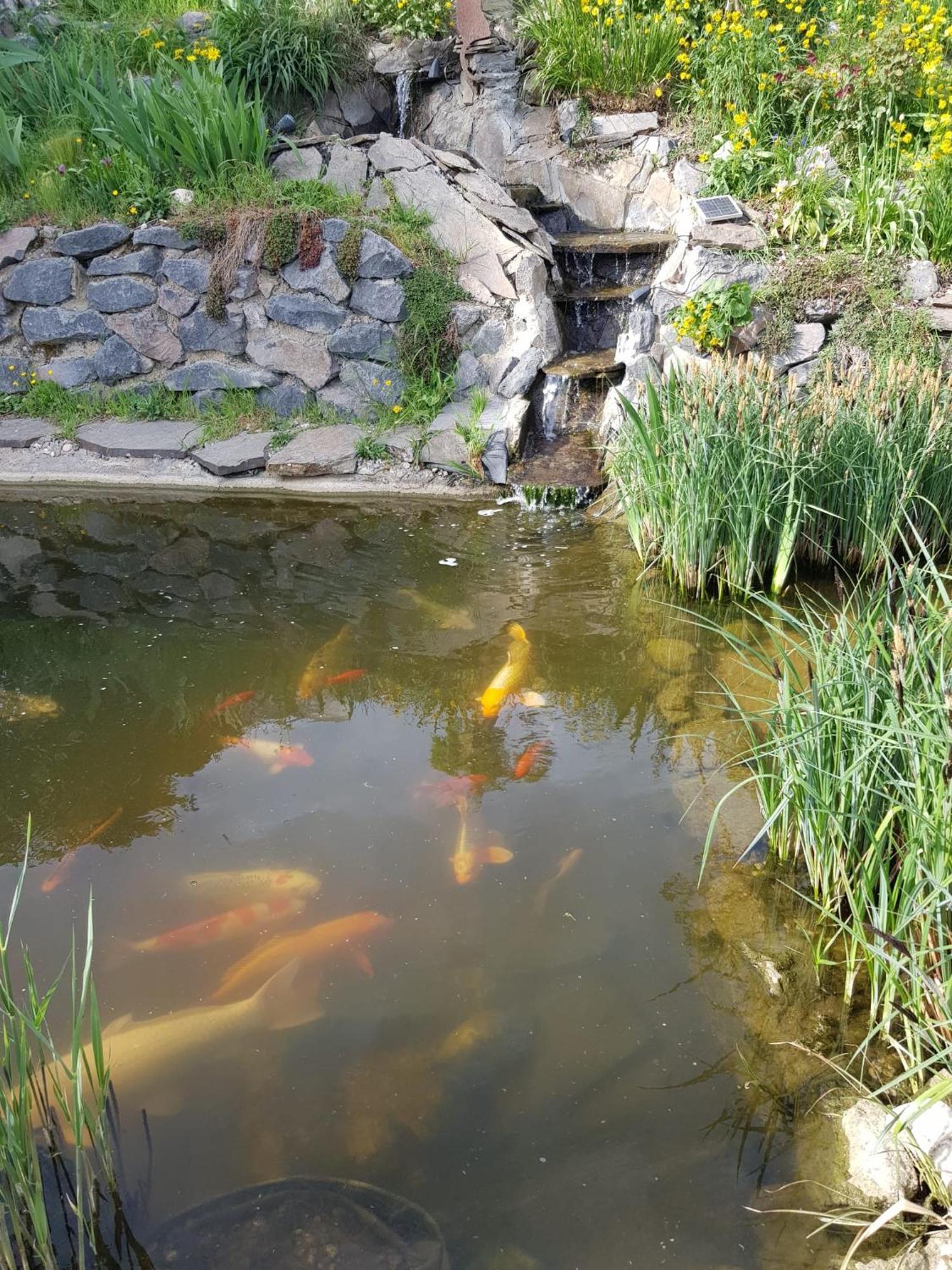 Wohlfuehlen Am Gartenteich Oberzissen Bagian luar foto